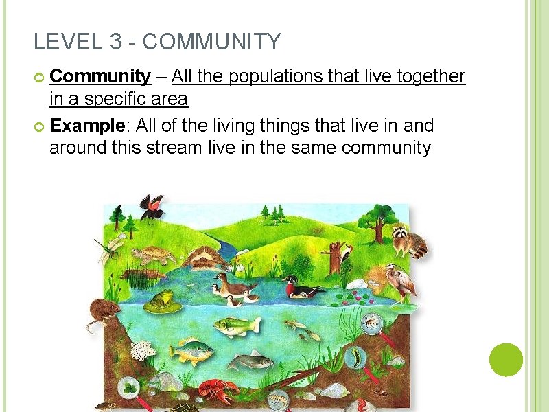 LEVEL 3 - COMMUNITY Community – All the populations that live together in a