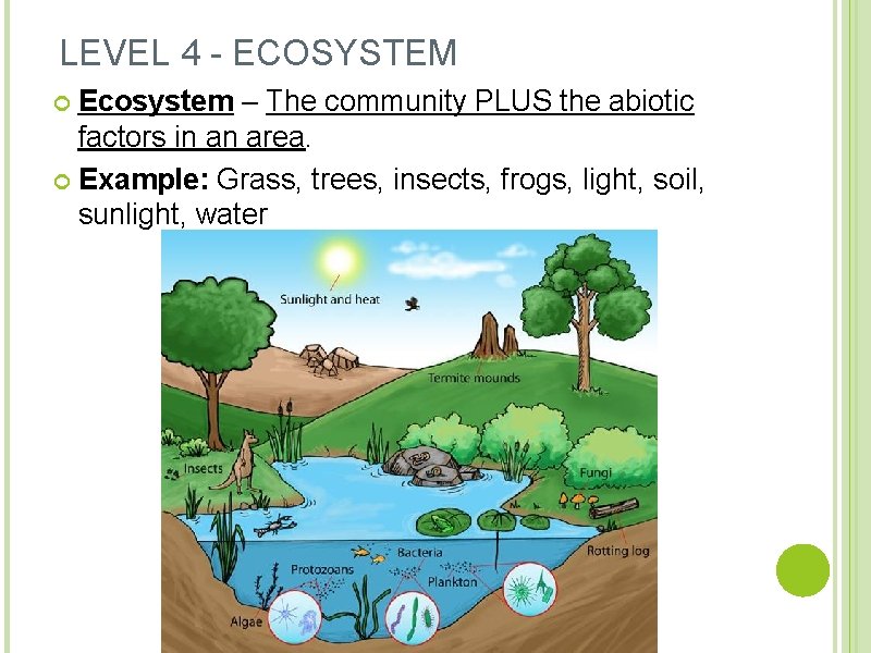 LEVEL 4 - ECOSYSTEM Ecosystem – The community PLUS the abiotic factors in an