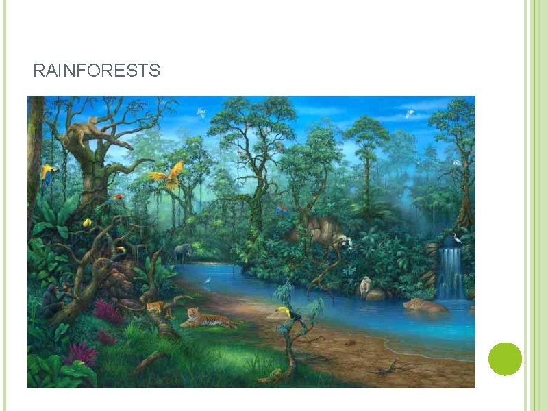 RAINFORESTS 