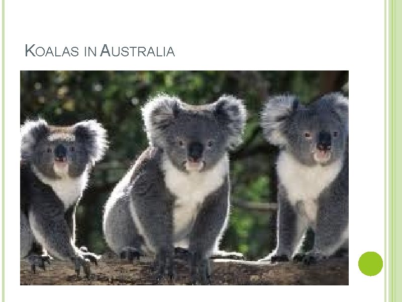 KOALAS IN AUSTRALIA 