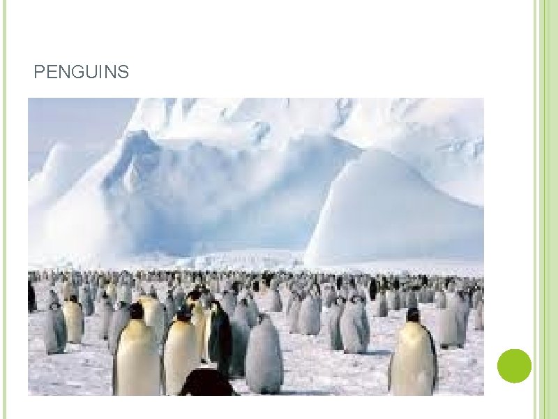 PENGUINS 