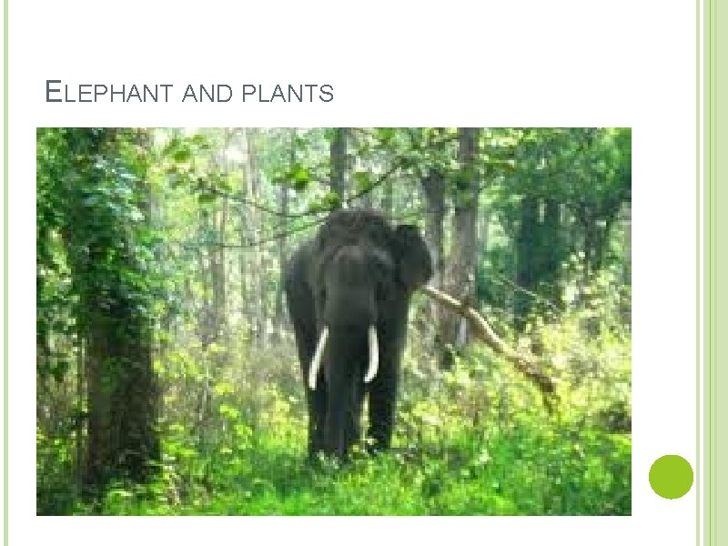 ELEPHANT AND PLANTS 