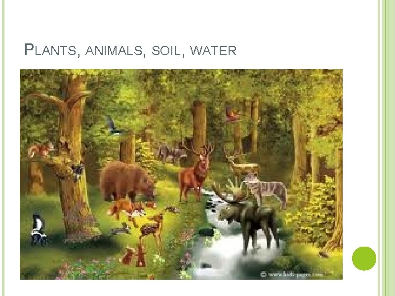 PLANTS, ANIMALS, SOIL, WATER 