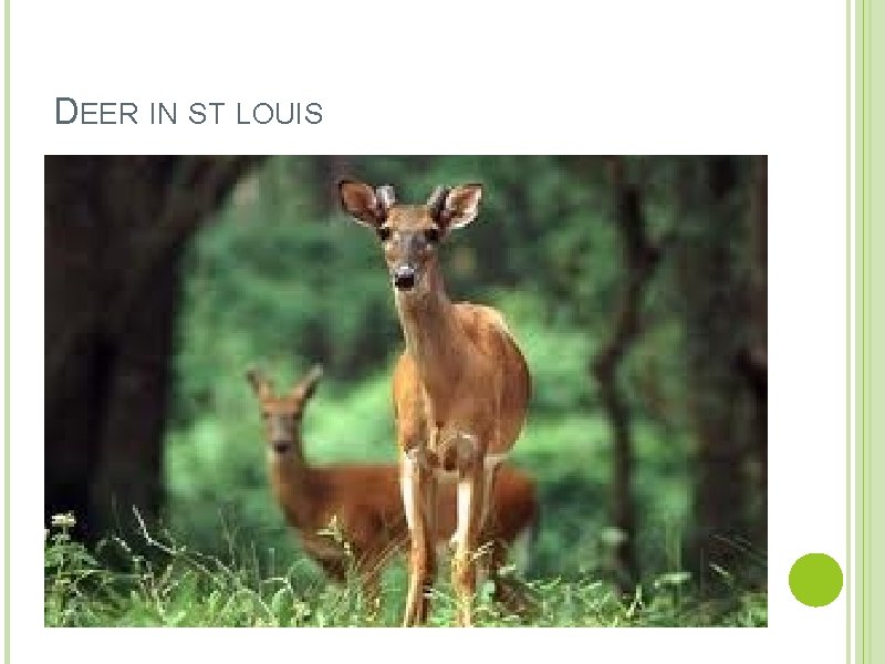 DEER IN ST LOUIS 