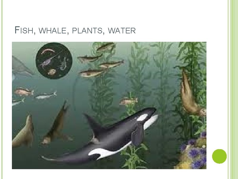 FISH, WHALE, PLANTS, WATER 