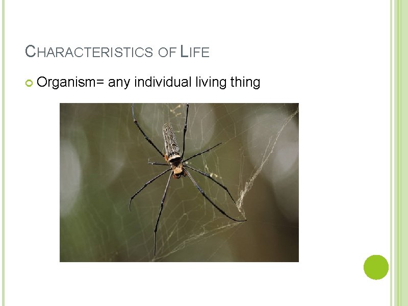 CHARACTERISTICS OF LIFE Organism= any individual living thing 