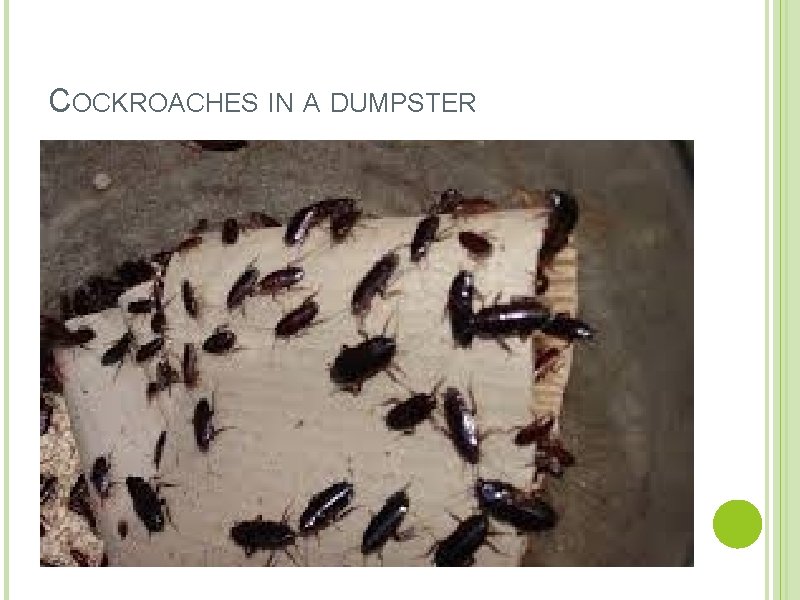 COCKROACHES IN A DUMPSTER 