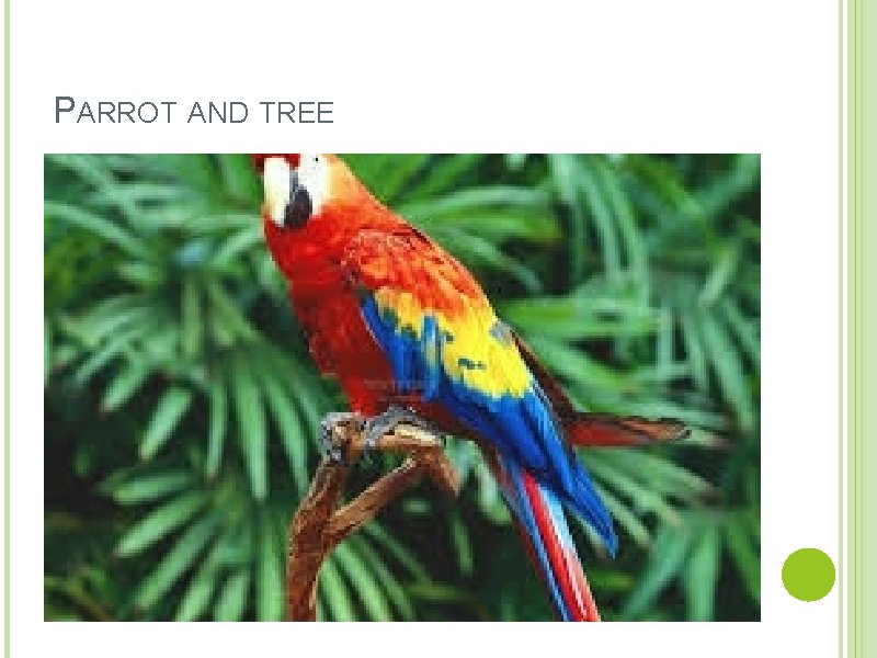 PARROT AND TREE 