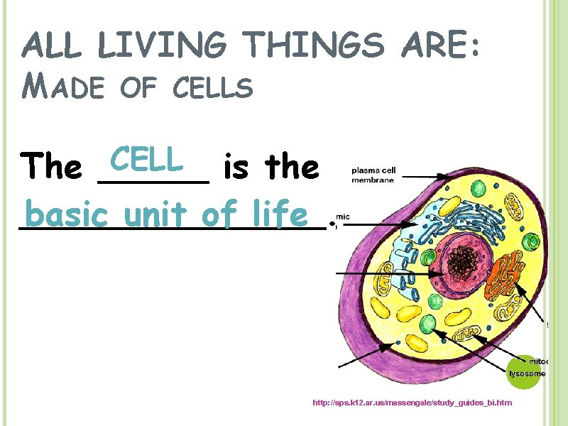 ALL LIVING THINGS ARE: MADE OF CELLS CELL is the The __________. basic unit