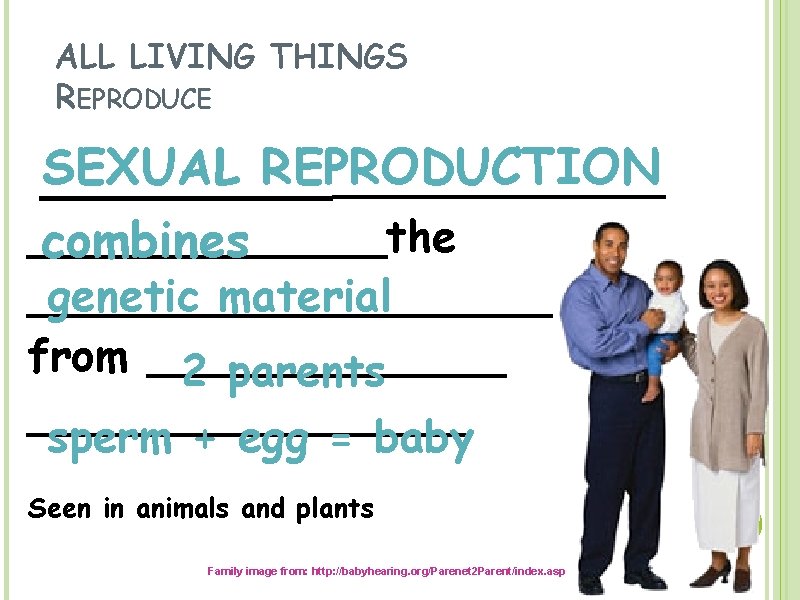 ALL LIVING THINGS REPRODUCE SEXUAL REPRODUCTION ____________the combines genetic material __________ from _______ 2