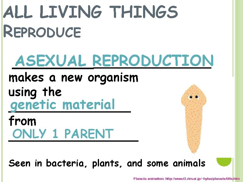 ALL LIVING THINGS REPRODUCE ASEXUAL REPRODUCTION _____________ makes a new organism using the genetic