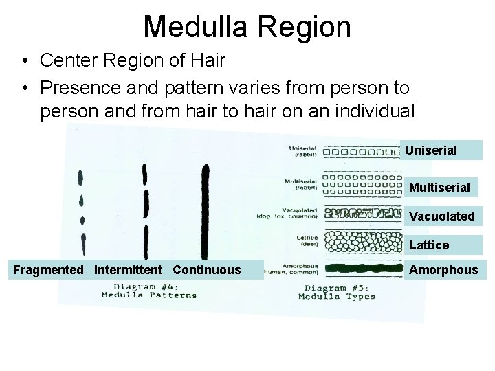 Medulla Region • Center Region of Hair • Presence and pattern varies from person