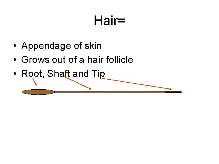 Hair= • Appendage of skin • Grows out of a hair follicle • Root,