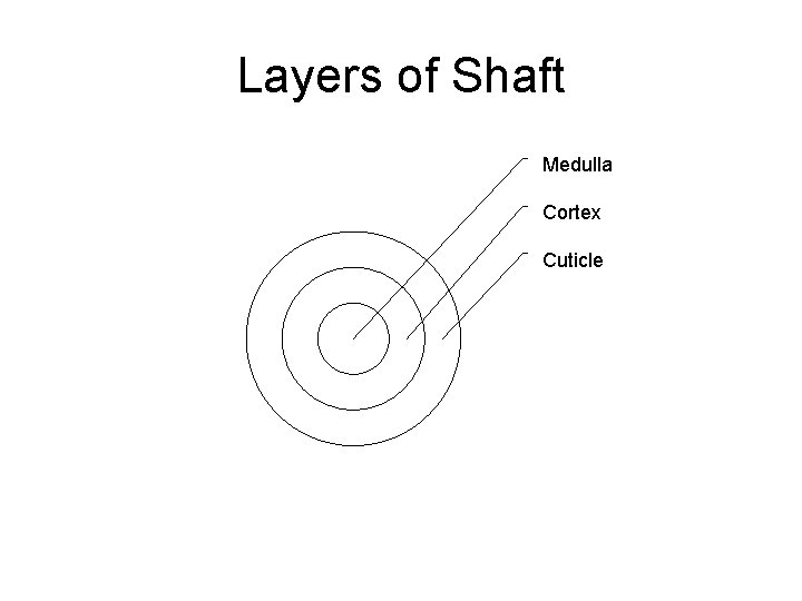 Layers of Shaft Medulla Cortex Cuticle 
