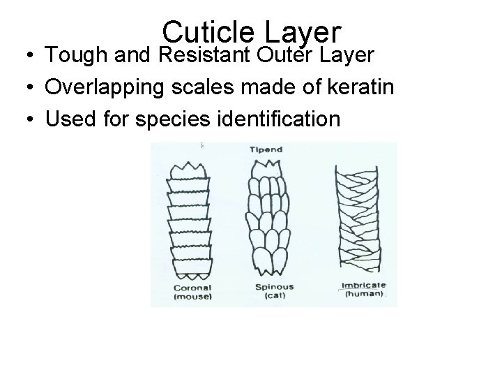 Cuticle Layer • Tough and Resistant Outer Layer • Overlapping scales made of keratin