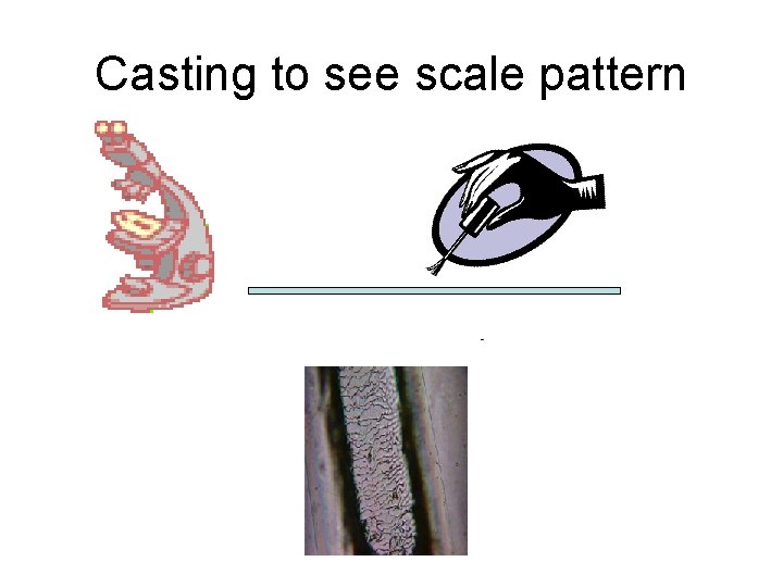 Casting to see scale pattern 