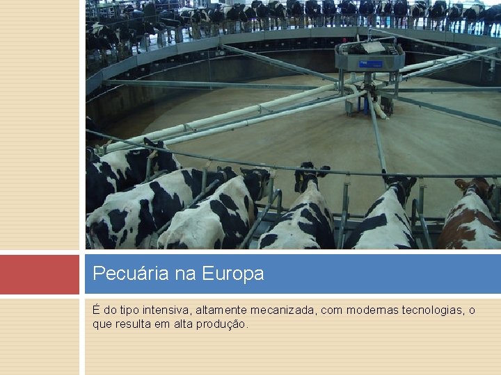 Pecuária na Europa É do tipo intensiva, altamente mecanizada, com modernas tecnologias, o que