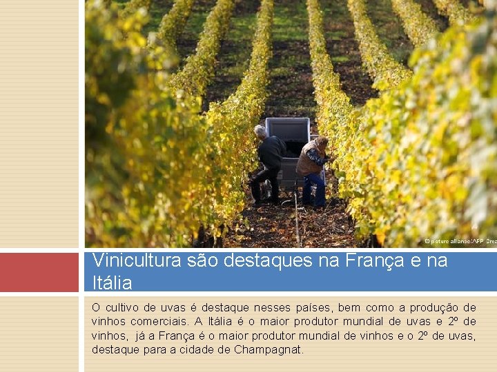 Vinicultura são destaques na França e na Itália O cultivo de uvas é destaque