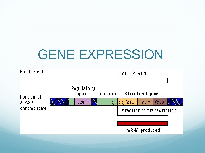 GENE EXPRESSION 