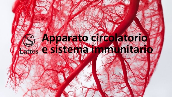 Apparato circolatorio e sistema immunitario 