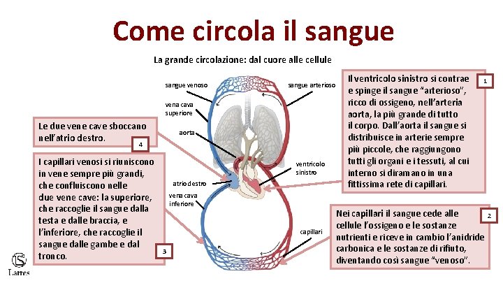 Come circola il sangue La grande circolazione: dal cuore alle cellule sangue venoso sangue