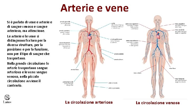 Arterie e vene Si è parlato di vene e arterie e di sangue venoso
