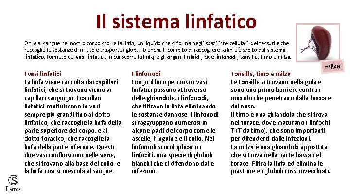 Il sistema linfatico Oltre al sangue nel nostro corpo scorre la linfa, un liquido