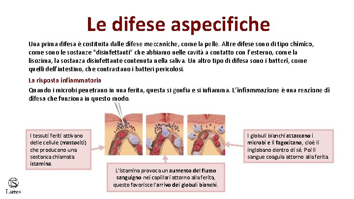 Le difese aspecifiche Una prima difesa è costituita dalle difese meccaniche, come la pelle.