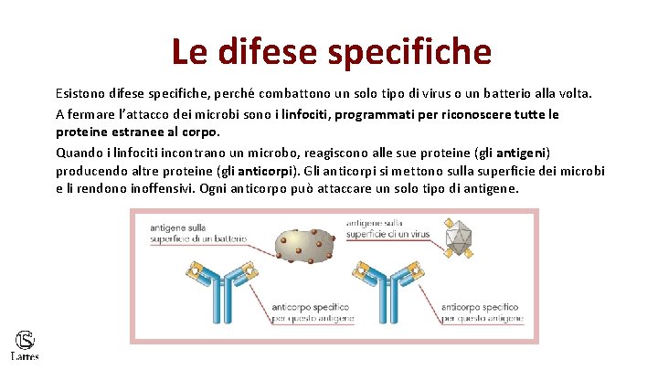 Le difese specifiche Esistono difese specifiche, perché combattono un solo tipo di virus o