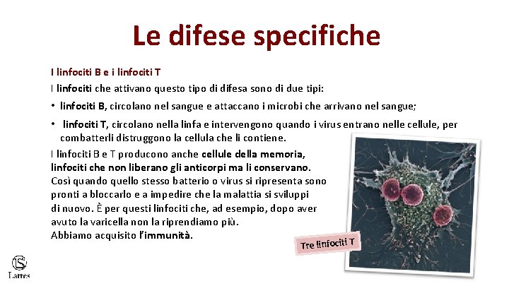 Le difese specifiche I linfociti B e i linfociti T I linfociti che attivano