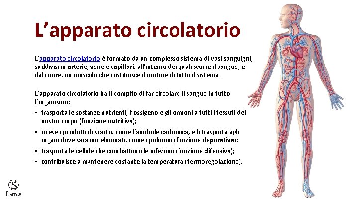 L’apparato circolatorio è formato da un complesso sistema di vasi sanguigni, suddivisi in arterie,