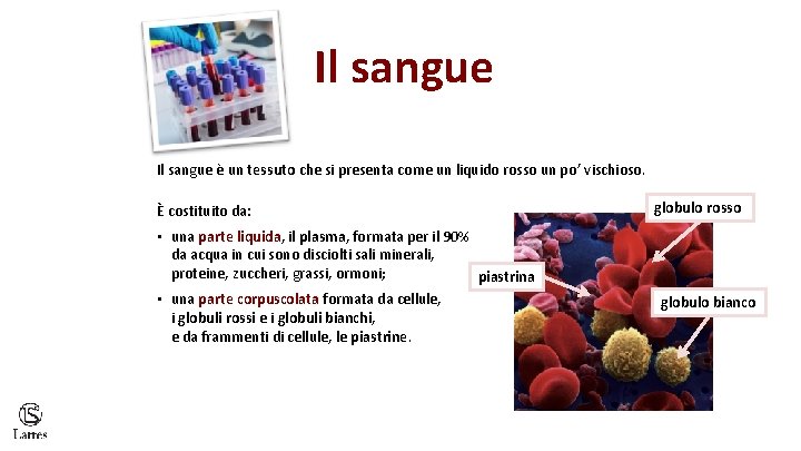 Il sangue è un tessuto che si presenta come un liquido rosso un po’