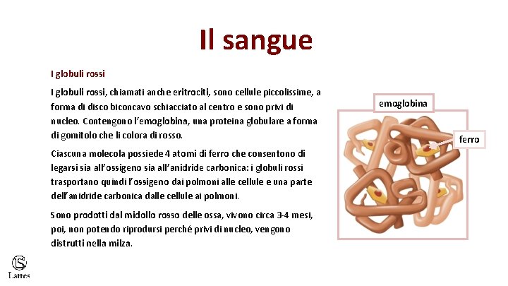 Il sangue I globuli rossi, chiamati anche eritrociti, sono cellule piccolissime, a forma di