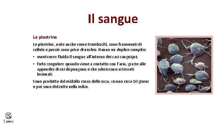 Il sangue Le piastrine, note anche come trombociti, sono frammenti di cellula e perciò