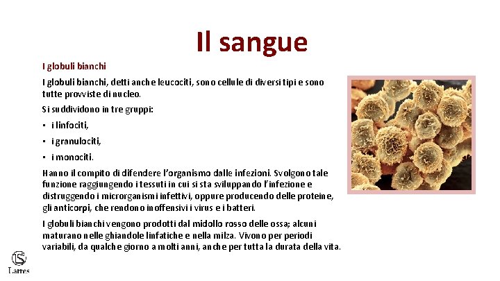 Il sangue I globuli bianchi, detti anche leucociti, sono cellule di diversi tipi e