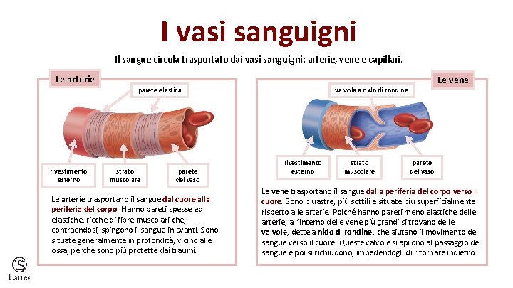 I vasi sanguigni Il sangue circola trasportato dai vasi sanguigni: arterie, vene e capillari.