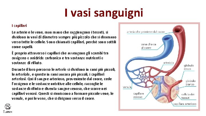 I vasi sanguigni I capillari Le arterie e le vene, mano che raggiungono i