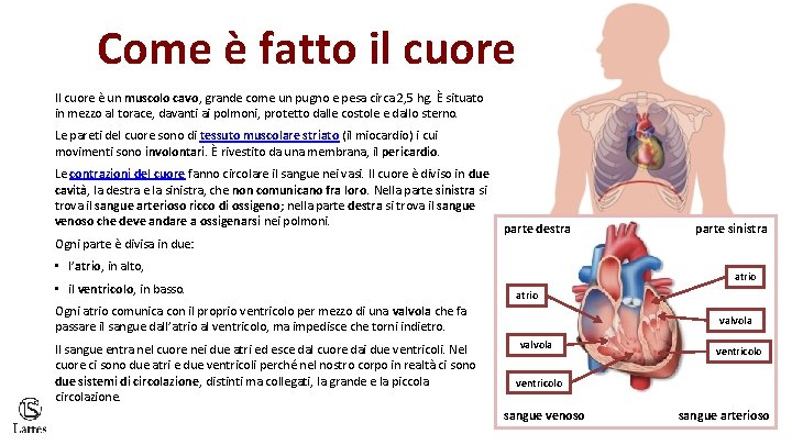 Come è fatto il cuore Il cuore è un muscolo cavo, grande come un