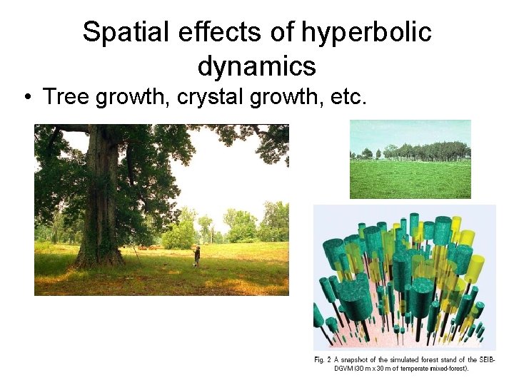 Spatial effects of hyperbolic dynamics • Tree growth, crystal growth, etc. 