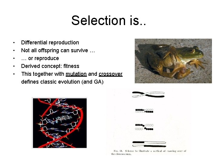 Selection is. . • • • Differential reproduction Not all offspring can survive …