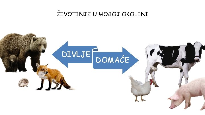 ŽIVOTINJE U MOJOJ OKOLINI DIVLJE DOMAĆE 