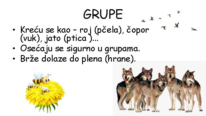 GRUPE • Kreću se kao – roj (pčela), čopor (vuk), jato (ptica ). .