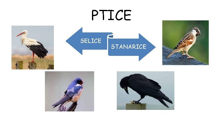 PTICE SELICE STANARICE 