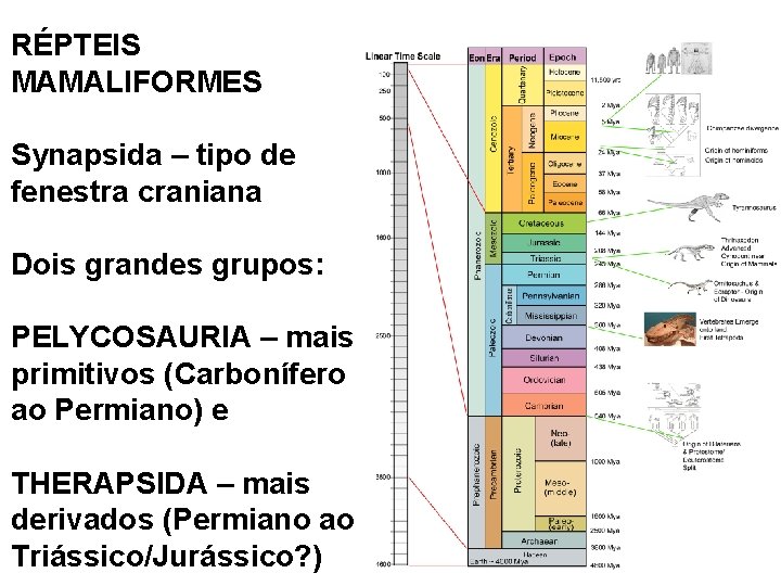 RÉPTEIS MAMALIFORMES Synapsida – tipo de fenestra craniana Dois grandes grupos: PELYCOSAURIA – mais