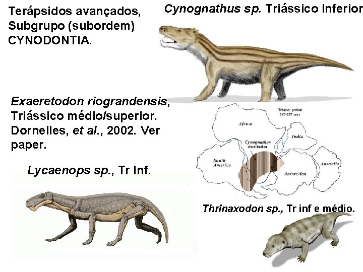 Terápsidos avançados, Subgrupo (subordem) CYNODONTIA. Cynognathus sp. Triássico Inferior Exaeretodon riograndensis, Triássico médio/superior. Dornelles,