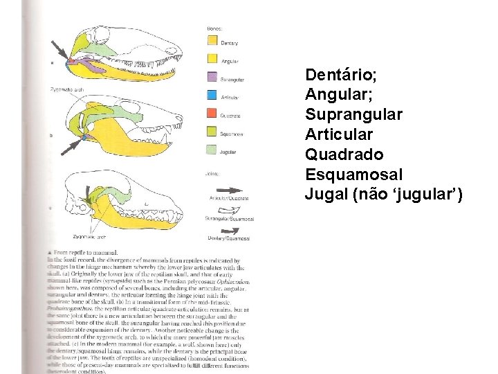 Dentário; Angular; Suprangular Articular Quadrado Esquamosal Jugal (não ‘jugular’) 