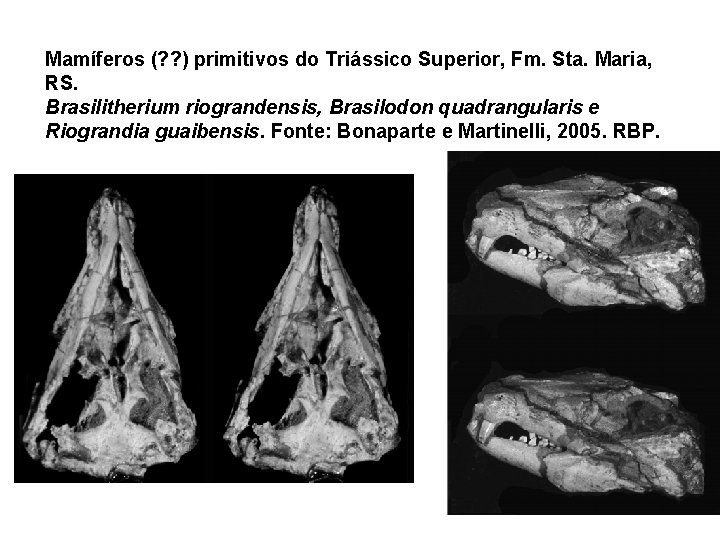 Mamíferos (? ? ) primitivos do Triássico Superior, Fm. Sta. Maria, RS. Brasilitherium riograndensis,