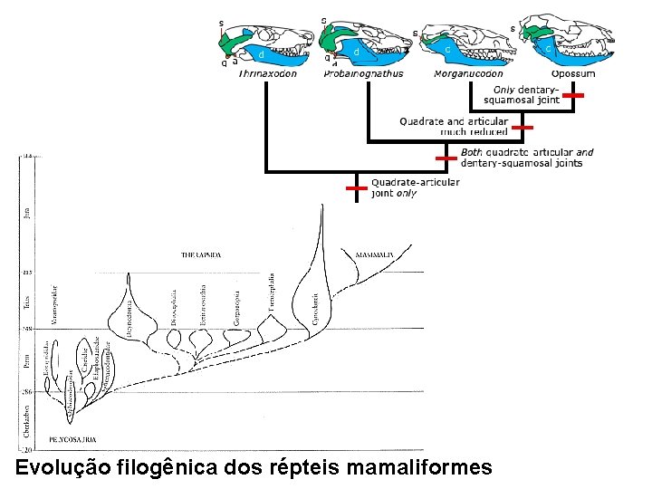 Evolução filogênica dos répteis mamaliformes 