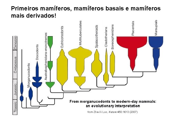 Primeiros mamíferos, mamíferos basais e mamíferos mais derivados! 