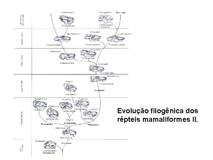 Evolução filogênica dos répteis mamaliformes II. 